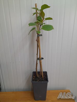 image_7