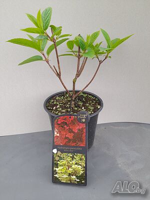 image_5