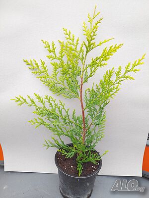 image_8