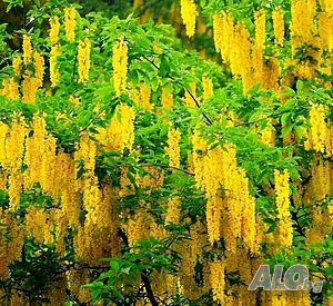 Златен дъжд (Laburnum anagyroides)