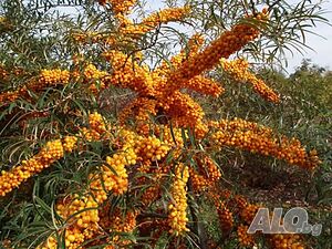Облепиха (Hippophae)