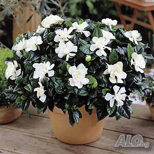 Гарденията (Gardenia jasminoides)