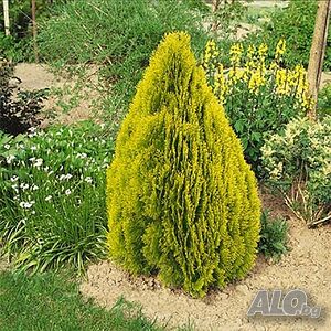 image_4