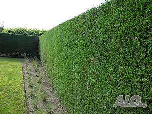 image_9