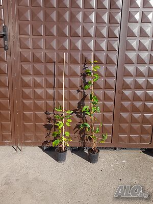 image_12