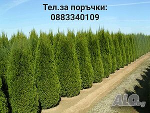 Туя Смарагд в саксия (Промоция)