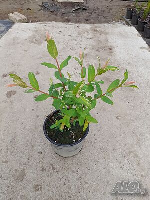 image_9