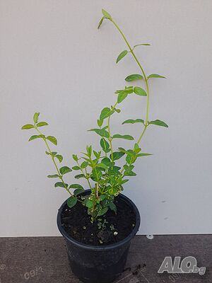 image_11