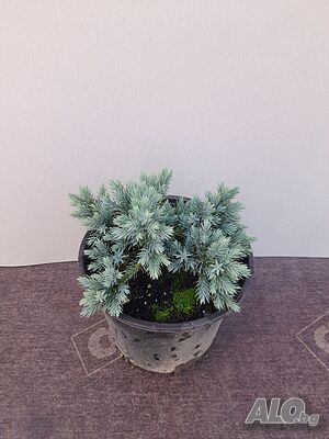 image_6