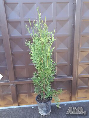 image_8