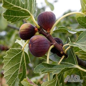 image_4