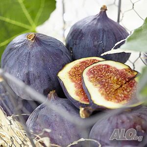 image_6