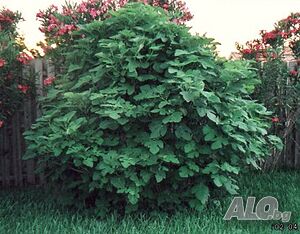 image_9