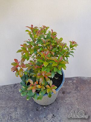 image_6