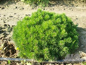 image_4