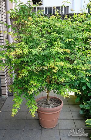 image_5