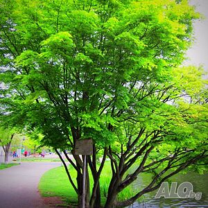image_6