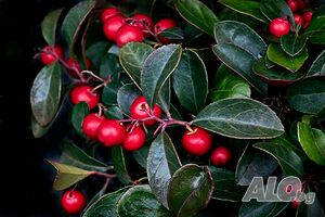 image_7