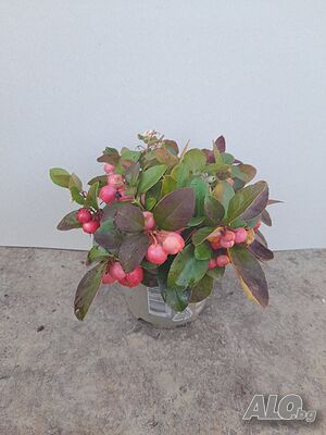 image_8