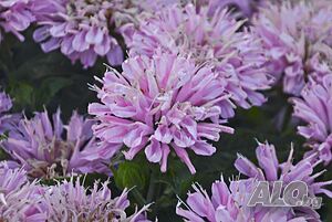 Monarda Sugar Buzz-Монарда Розва глазура
