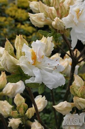 image_2