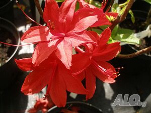 image_2