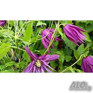 image_3