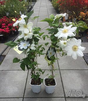 image_2