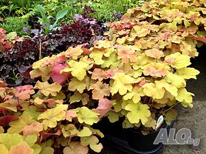 Heuchera ‘Mega Caramel’ (Хойхера „Мега Карамел“)