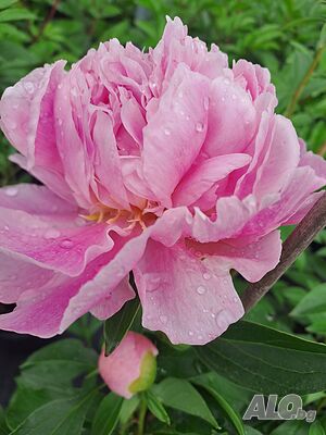 Paeonia ‘Sweet Sixteen’ (Божур „Сладки шестнадесет“