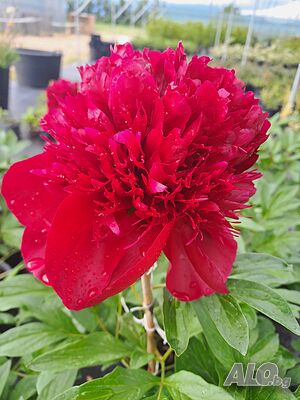 Paeonia ‘Red Charm’ (Божур „Червен чар“)