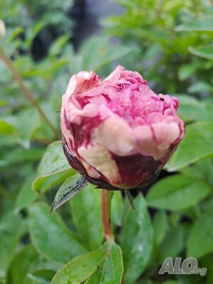 Paeonia ‘The Fawn’ / Божур „Еленчето“