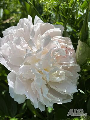 Paeonia ‘Lillian Wild’ (Божур „Лилиан Уайлд“)