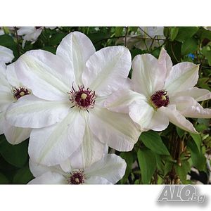 Clematis Miss Bateman
