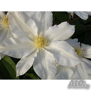 Clematis Toki(Клематис Токи)