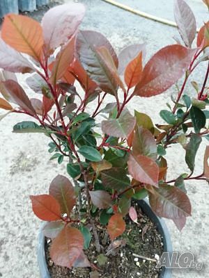 Photinia fr. ’Red Robin’