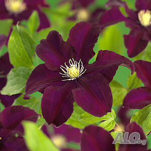 clematis monte cassino
