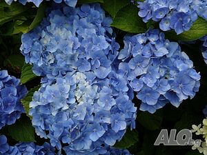 Hydrangea macrophylla ”Bodensee”