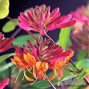 Lonicera Goldflame heckrottii