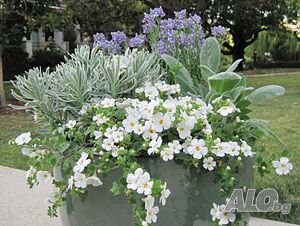 image_3