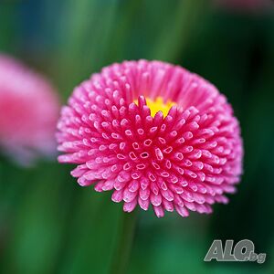 Bellis pink perennis (Розов белис)