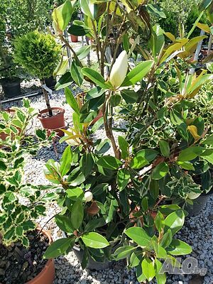 Magnolia Little Gem (Магнолия Малък скъпоценен камък)