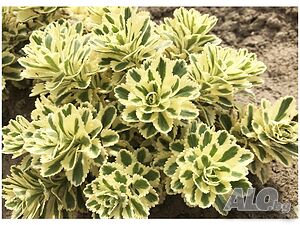 Sedum takesimense Atlantis(Седум Атлантис)