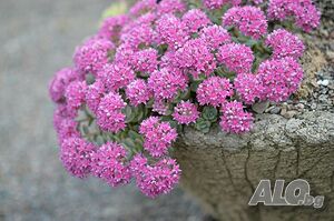 Sedum ewersii Rose (Седум евърси Розе)