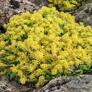 Sedum acre Aurea(Седум Златен мъх)