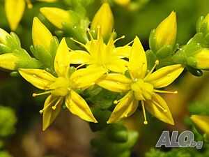 image_3