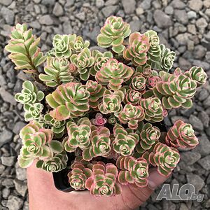 Sedum Spurium Tricolor (Седум Триколор)