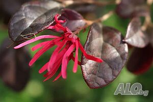 loropetalum chinensis ’fire dance’(Лоропеталум Огнен танц)