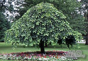 Ulmus glabra pendula(Улмус-Бряст плачещ)