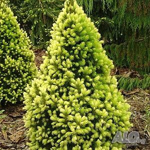 Picea gl. Rainbow’s End(Пицея Краят на дъгата)